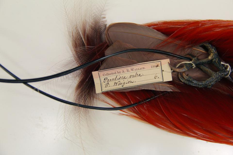 An image of a red feather specimen on a white background, it has a faded brown specimen label attached by string.